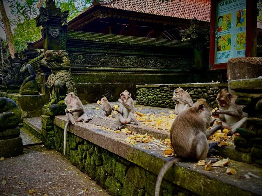 Ubud: Monkey Forest, Cretya Pool & Zipline Shared Tour - The Value of This Ubud Day Tour