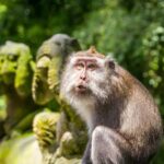 Ubud: Monkey Forest, Rice Terraces & Art Craft Village Tour - Sacred Monkey Forest: Playful Encounters and Ancient Temples