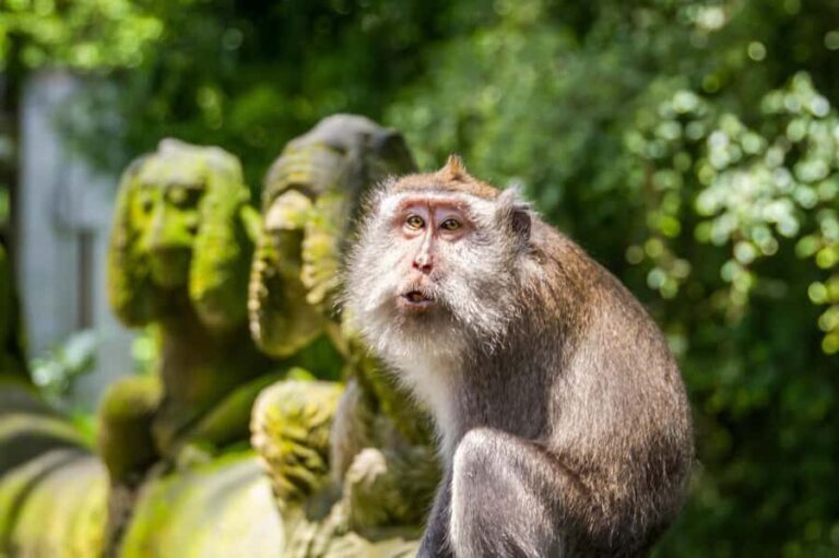 Ubud: Monkey Forest, Rice Terraces & Art Craft Village Tour - Sacred Monkey Forest: Playful Encounters and Ancient Temples