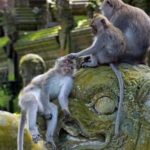 Ubud: Monkey Forest, Tegalalang, Tirta Empul, Waterfall Tour - The Logistics: How the Day Unfolds