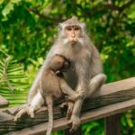 Ubud Monkey Forest, Temple, Rice Terraces, Hidden Waterfall - The Itinerary and What You’ll Experience