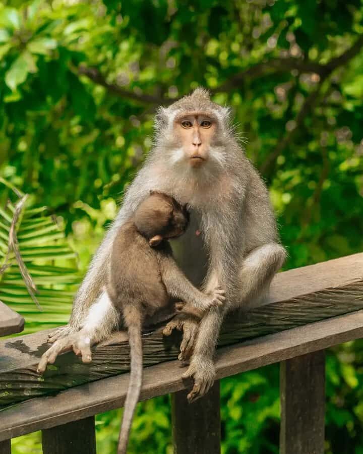 Ubud Monkey Forest, Temple, Rice Terraces, Hidden Waterfall - The Itinerary and What You’ll Experience