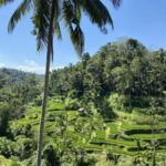 Ubud :Monkey forest, Water Temple and waterfall Private Tour - Key Points