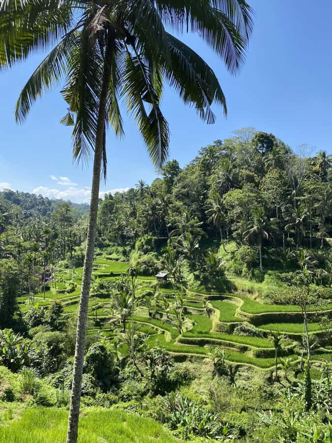 Ubud :Monkey forest, Water Temple and waterfall Private Tour - Key Points
