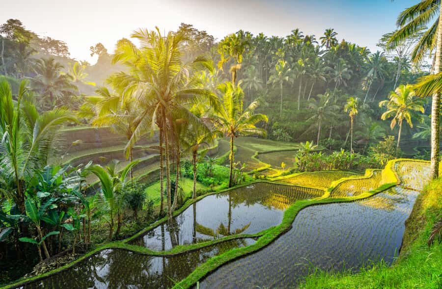 Ubud: Monkey Forest, Waterfall, and Rice Terrace Tour - Authentic Experiences and Hidden Gems