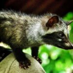 Ubud: Private Tour Waterfall, Rice Terraces & Monkey Forest - Practicalities and What You Need to Know