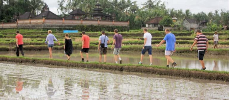 Ubud: Rice Field Trekking Tour with Guide and Drink - Itinerary Breakdown