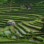 Ubud: Rice Planting, Coconut Oil Class and Waterfall - Practical Details and Tips