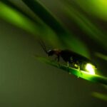Ubud: Silver Making Class and Fireflies Evening Tour - Visiting a Traditional Family Compound