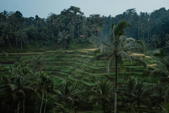 Ubud Tour: Monkey Forest, Rice Terrace, Waterfall, Water Temple - Who Is This Tour Perfect For?