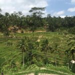 Ubud Tour Monkey Forest Rice Terraces Bali Swing Tirta Empul - Practical Considerations and Tips