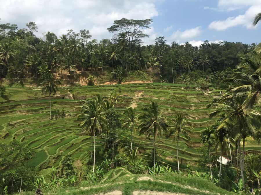 Ubud Tour Monkey Forest Rice Terraces Bali Swing Tirta Empul - Practical Considerations and Tips