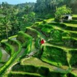 Ubud Tour: Waterfall, Sacred Temple, Rice Terrace, Monkey Forest - Exploring Bali’s natural wonders
