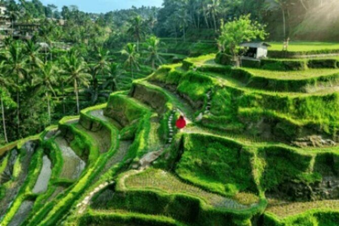 Ubud Tour: Waterfall, Sacred Temple, Rice Terrace, Monkey Forest - Exploring Bali’s natural wonders