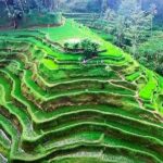 Ubud Tours: Culture, Palace, Temple, Rice field walks, Local show, Monkey Forest - Authenticity and Value: What Travelers Say