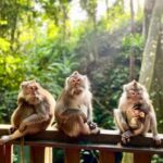 Ubud: Walking Tour with Campuhan Ridge & Monkey Forest - Authentic Experiences and Insider Insights