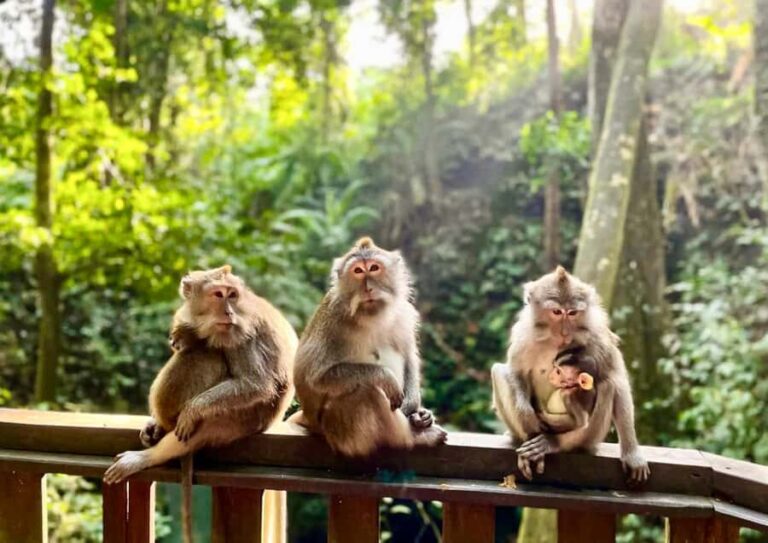 Ubud: Walking Tour with Campuhan Ridge & Monkey Forest - Authentic Experiences and Insider Insights