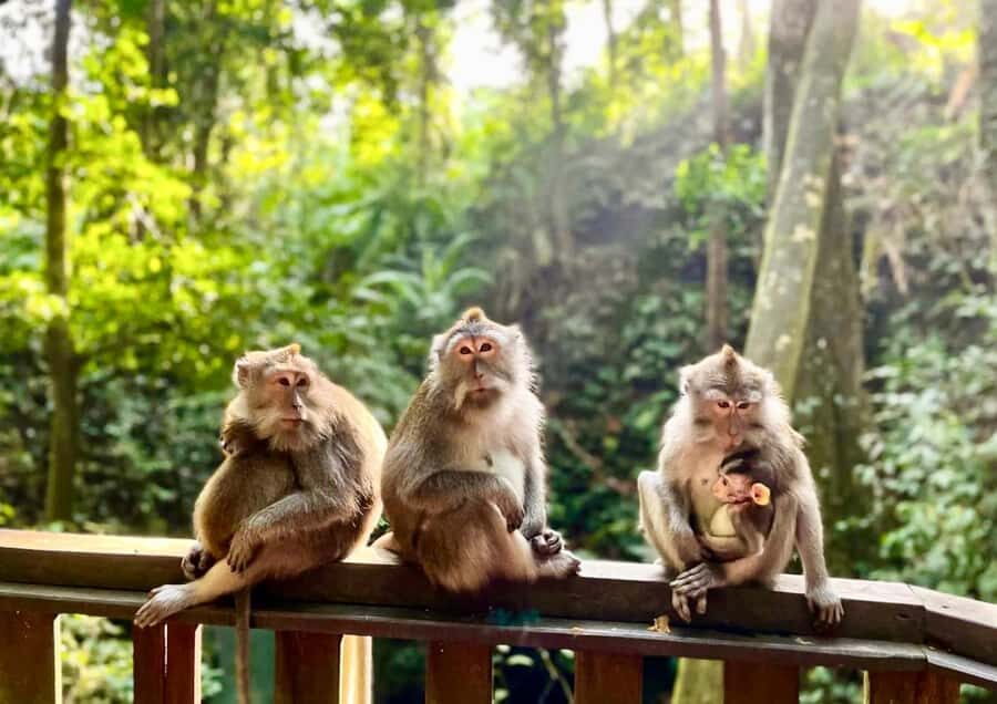 Ubud: Walking Tour with Campuhan Ridge & Monkey Forest - Authentic Experiences and Insider Insights