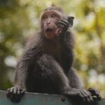 Ubud: White Water Rafting with visit Ubud Monkey Forest - An In-Depth Look at the Itinerary