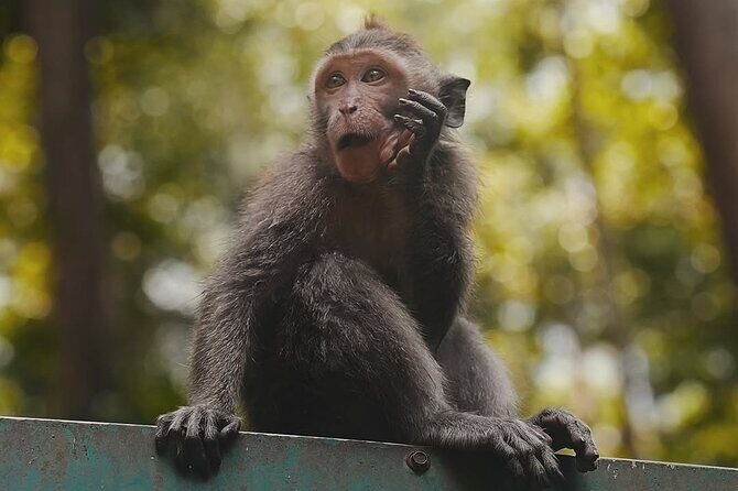 Ubud: White Water Rafting with visit Ubud Monkey Forest - An In-Depth Look at the Itinerary