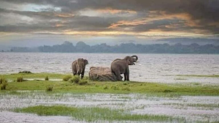 udawalawa/Ella tour (ahangama/waligama/mirissa/hiriketiya) - FAQ