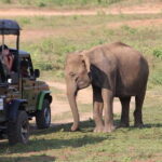 Udawalawa National Park Safari - Transportation and Group Size