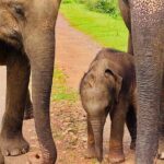 Udawalawa Wild Life Safari - Authentic Experiences and Review Insights