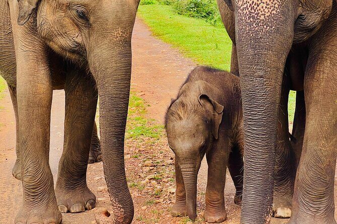 Udawalawa Wild Life Safari - Authentic Experiences and Review Insights