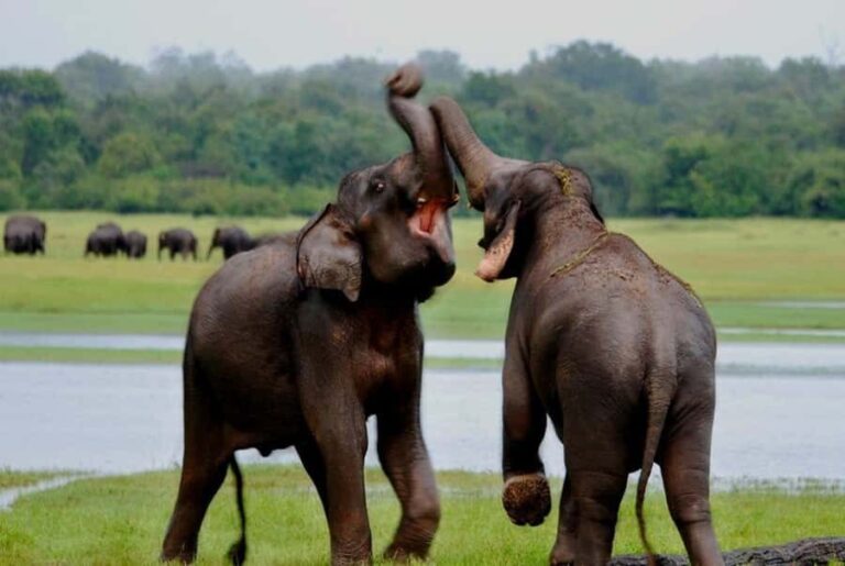 Udawalawe Elephant Safari & Transit Home visit All Inclusive - How This Tour Adds Value