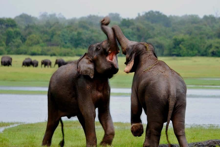 Udawalawe Elephant Safari & Transit Home visit All Inclusive - How This Tour Adds Value