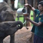 Udawalawe Jeep Safari from Bentota Aluthgama Berawula Area - Authentic Insights from Reviewers