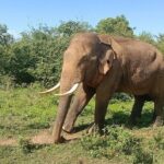 Udawalawe Jeep Safari from Bentota Aluthgama Berawula Area - Authentic Review Insights and Practical Tips