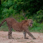 Udawalawe National Park Adventure - Why You Should Consider This Tour