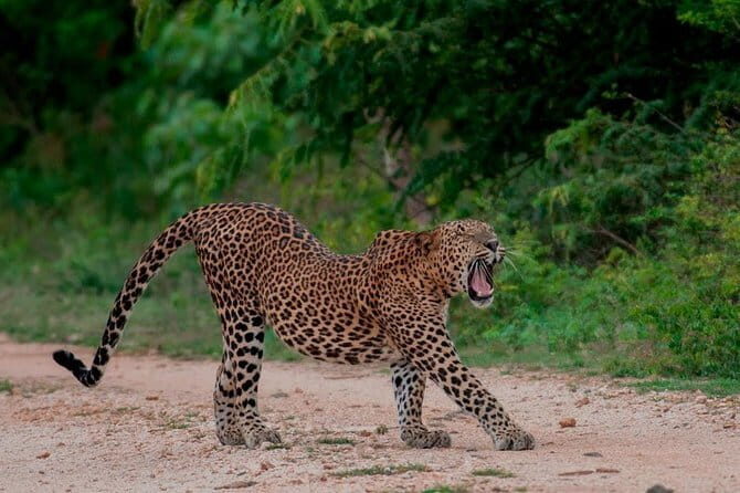 Udawalawe National Park Adventure - Why You Should Consider This Tour