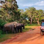 Udawalawe National Park Expedition - The Heart of the Tour: Udawalawe National Park