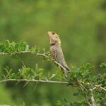 Udawalawe National Park | Full day-10 Hours - Why This Tour Offers Excellent Value