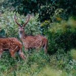 Udawalawe National Park | Half day - Safari tour - The Itinerary in Detail