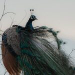 Udawalawe National Park Private Jeep Tour Safari Experience - Is It Worth the Price?