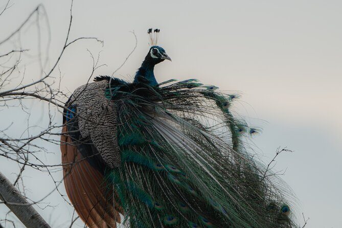 Udawalawe National Park Private Jeep Tour Safari Experience - Is It Worth the Price?