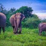Udawalawe National Park Private Safari Tour - Why This Tour Offers Good Value