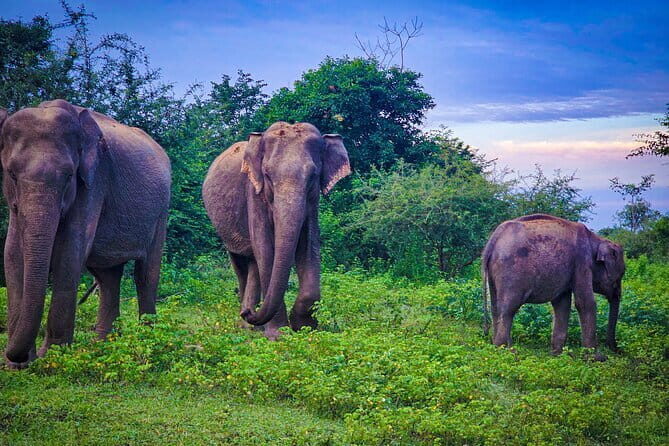Udawalawe National Park Private Safari Tour - Why This Tour Offers Good Value