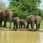 Udawalawe National Park - Private Safari with Gotrex Tours - Practical Details & Planning