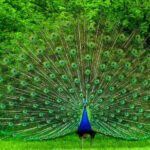 Udawalawe National Park Safari from Ahangama - Who Will Love This Tour?