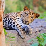 Udawalawe National Park Safari from Ahungalla - The Sum Up: Is This Tour Worth It?