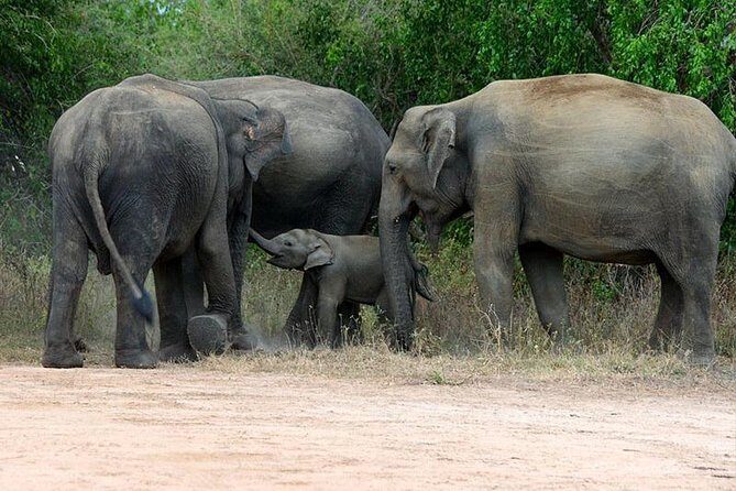 Udawalawe National park Safari From Galle/Mirissa/Weligama (All inclusive) - What to Expect During Your Safari