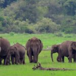 Udawalawe National Park Safari from Mount Lavinia - Practical Tips for Travelers