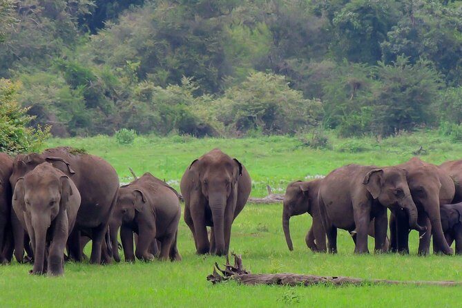 Udawalawe National Park Safari from Mount Lavinia - Practical Tips for Travelers