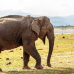 Udawalawe National Park Safari from Tangalle - FAQ