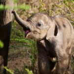 Udawalawe National Park Safari | Jeep with Tickets - The Itinerary Breakdown: What to Expect