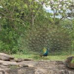 Udawalawe National Park Safari Tours - Meeting Point and Logistics